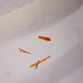 Burcu Gıda Acı Biber Salçasında Ahşap Parçalar Ve Sağlık Endişesi