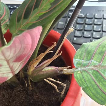 Kökünden Kopmuş Saksı Bitkisi Teslim Edildi, Çözüm Sunulmadı