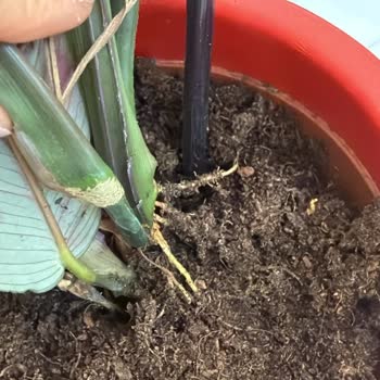 Kökünden Kopmuş Saksı Bitkisi Teslim Edildi, Çözüm Sunulmadı