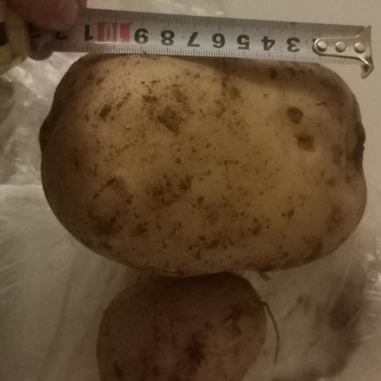 A101 Patates Siparişinde Boyut Farklılığı Ve Kalite Kontrol Eksikliği!