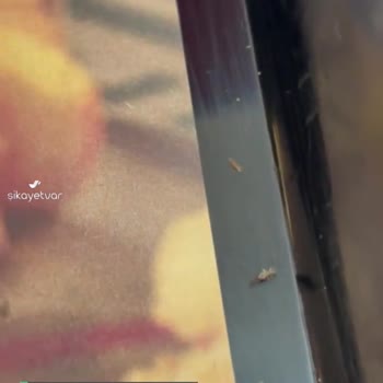 Arby's Patatesten Böcek Çıktı