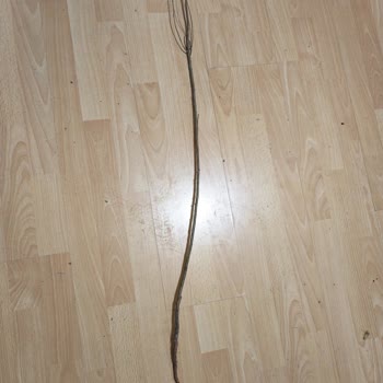 Üç Renkli Fidan Yerine Tek Kuru Fidan Gönderildi Ve Cevap Alınamadı