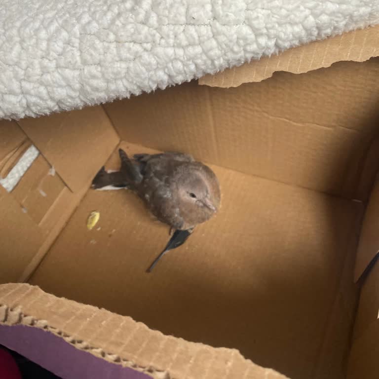 Üç Gün Süren Yardım İhmalinin Sonucu Kumru Ölümü