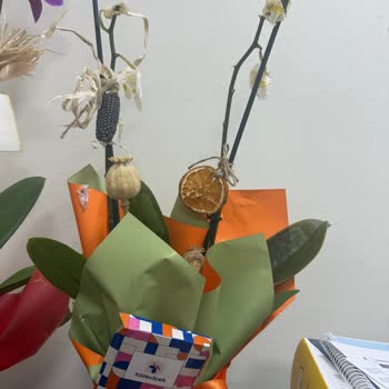 Taze Çiçek | Tazecicek.com Solmuş Çiçek Teslimatı Ve Cevapsız Müşteri Hizmeti!