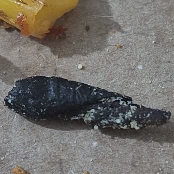 Domino’s Pizza’da Keçeli Kalem Ucu Ve Hijyen İhlali