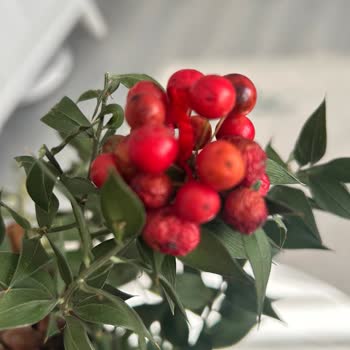 Kokina Ürün Açıklaması Yanıltıcı, Müşteri Hizmetinden Cevap Yok