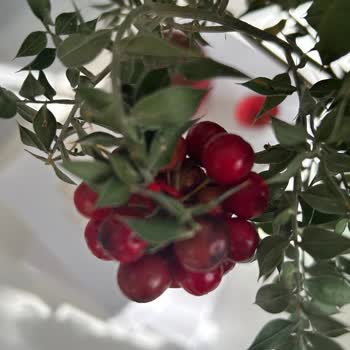Kokina Ürün Açıklaması Yanıltıcı, Müşteri Hizmetinden Cevap Yok