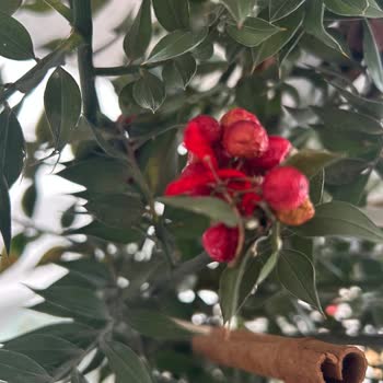 Kokina Ürün Açıklaması Yanıltıcı, Müşteri Hizmetinden Cevap Yok