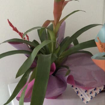 Stok Yok Deyerek Sipariş Geciktirildi Ve Solmuş Çiçek Gönderildi