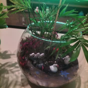 Doğum Günümde Çiçek Sepeti'nden Cam Vazo Ve Sararmış Çiçeklerle Mahcup Edildim