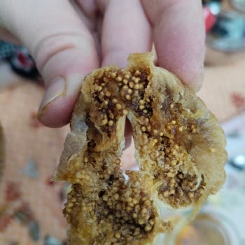 Gerbay Tarım Ürünleri Kurtlu ve Böcekli Ürün
