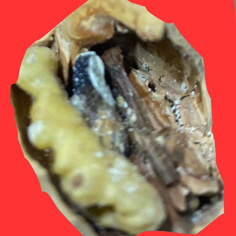 Antepsan Kabuklu Cevizde Küf Ve Sağlık Endişesi