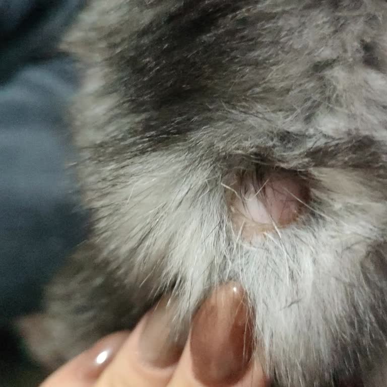 Vitexpert Kedi İç Parazit Damlası Cilt Tahrişi Ve Saç Dökülmesi