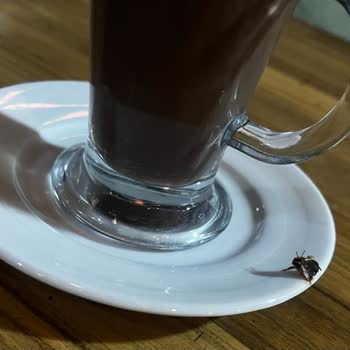 Sıcak Çikolatanın İçinde Ölü Sinek, Umursamaz Çalışanlar