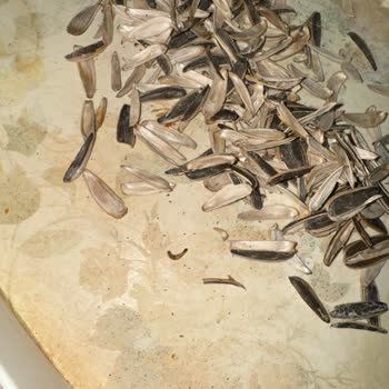 Migros Hemen’den Alınan Ay Çekirdeğinde Kurt Ve Yumurta, Hijyen Endişesi