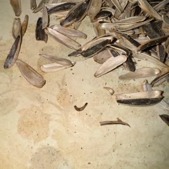 Migros Hemen’den Alınan Ay Çekirdeğinde Kurt Ve Yumurta, Hijyen Endişesi