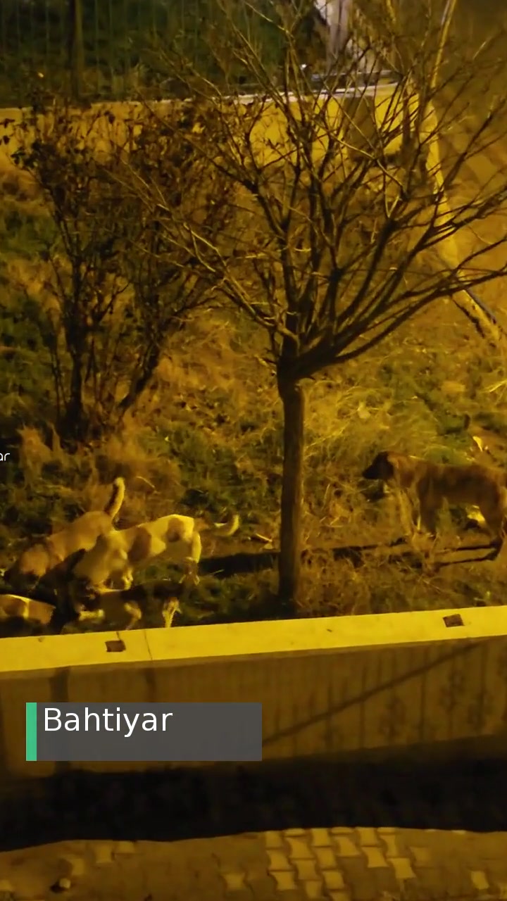 Çevre ve Şehircilik Bakanlığı Köpek Sorunu Bitmedi Toplayın Yeter! videonun kapak resmi