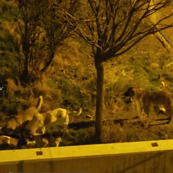 Çevre ve Şehircilik Bakanlığı Köpek Sorunu Bitmedi Toplayın Yeter!