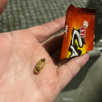 Klasik Eti Canga Çikolatasında Fıstık Kabukları Çıktı Dişim Kırıldı