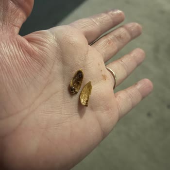 Klasik Eti Canga Çikolatasında Fıstık Kabukları Çıktı Dişim Kırıldı