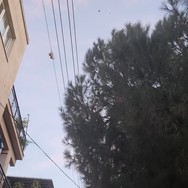 İzmir Bayraklı’da Çam Dallarının Elektrik Tellerine Teması Kesinti Ve Güvenlik Endişesi Yaratıyor