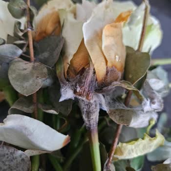 Çiçek Sepeti Düzce Bayisinden Sürekli Solmuş Çiçek Teslimatı