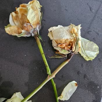 Çiçek Sepeti Düzce Bayisinden Sürekli Solmuş Çiçek Teslimatı