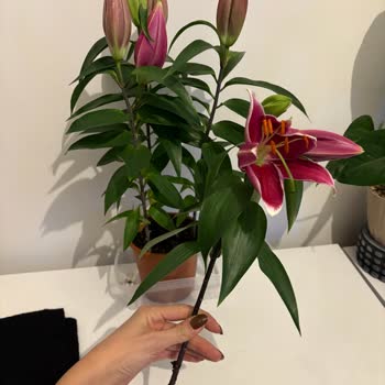 Taze Çiçek'te Görseldeki Açık Zambaklar Yanıltıcı, Teslim Edilen Çiçekler Solmuş