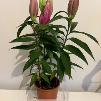 Taze Çiçek'te Görseldeki Açık Zambaklar Yanıltıcı, Teslim Edilen Çiçekler Solmuş