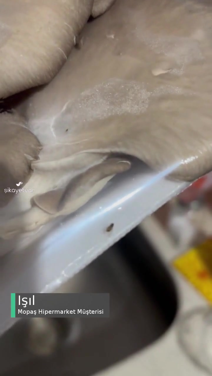Mopaş Hipermarket Paketli İstiridye Mantarının İçinden Böcek Çıktı! videonun kapak resmi