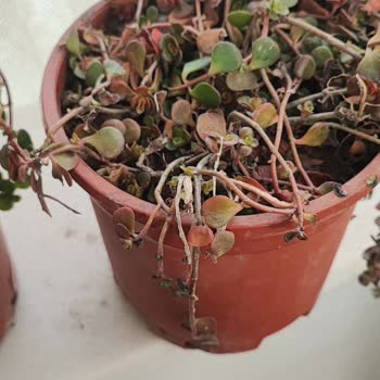 Botanikmarket.org&nbsp; &nbsp;Hasarlı Canlı Çiçek ve Cevapsız Müşteri Hizmeti