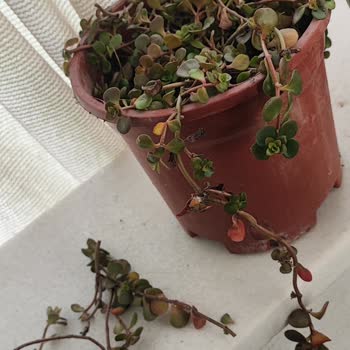 Botanikmarket.org&nbsp; &nbsp;Hasarlı Canlı Çiçek ve Cevapsız Müşteri Hizmeti