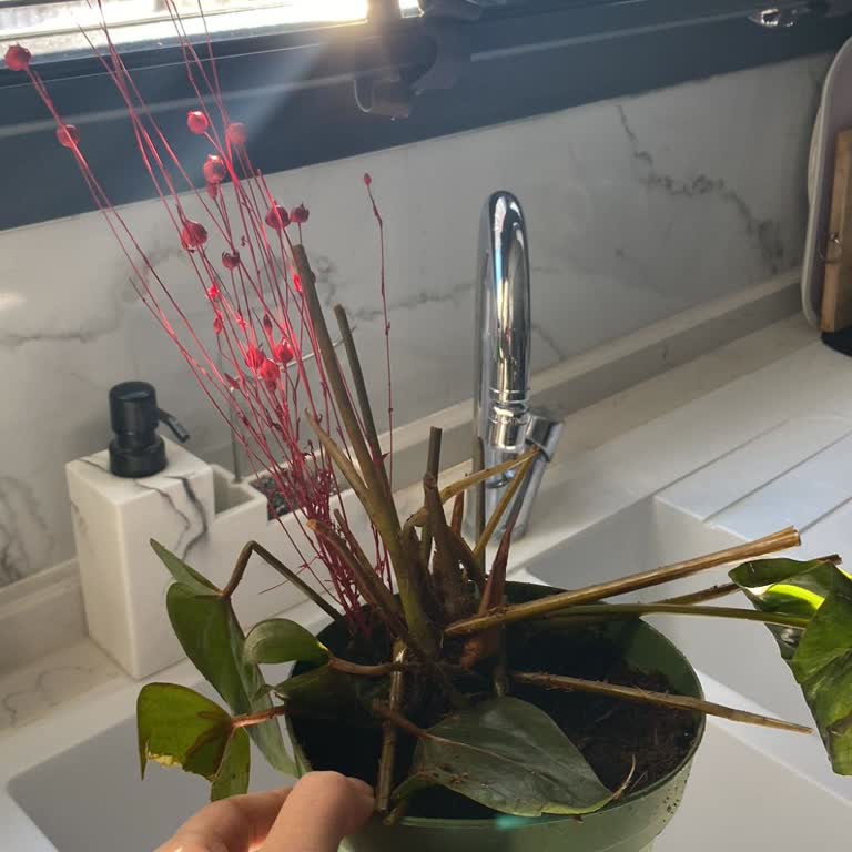 Taze Çiçek | Tazecicek.com Donmuş Çiçek, Gecikmeli Teslimat Ve İade Talebi!