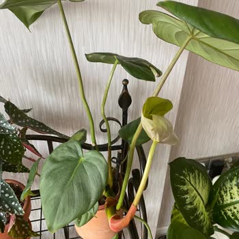 Yanlış Bitki Gönderimi Sonrası Geciken İade Ödemesi