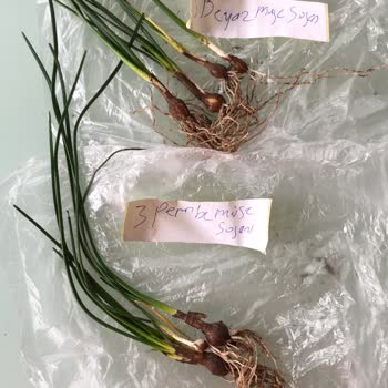 Ucuzluk Diyarı Müge Çiçeği Rizomu Satın Almak İstiyordum, Bana Bambaşka Bir Soğanlı Bitki Gönderildi