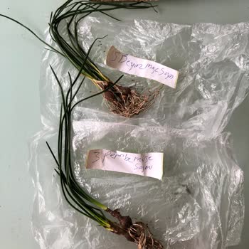 Ucuzluk Diyarı Müge Çiçeği Rizomu Satın Almak İstiyordum, Bana Bambaşka Bir Soğanlı Bitki Gönderildi