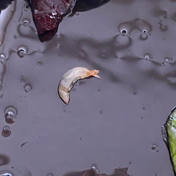 Tavuk Dünyası Şubesinde Salatada Canlı Kurt Tespiti