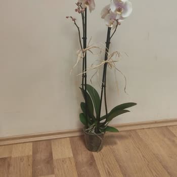 Sipariş Edilen Orkide Görseldeki Ürünle Uyuşmuyor