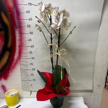 Sipariş Edilen Orkide Görseldeki Ürünle Uyuşmuyor