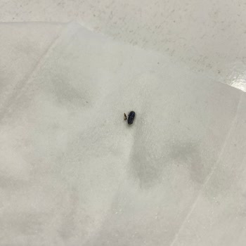 Yüncü Ali Mağazasından Islak Mendilde Böcek; Hijyen İhlali Ve Telafi Talebi