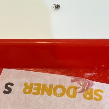 Dönerde Canlı Örümcek: Hijyen İhlali Ve Özürsüz Tutum