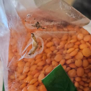 Migros Çamlık Şubesinde Kırmızı Mercimekte Böcek Ve Kurt