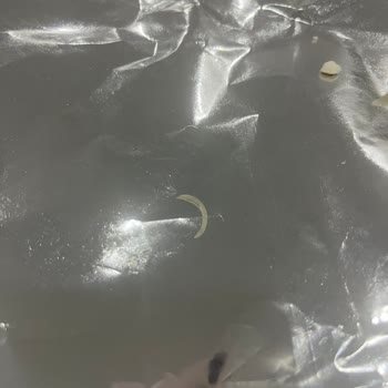 Çerezza Patlamış Mısır Paketi İçinde Kesilmiş Tırnak