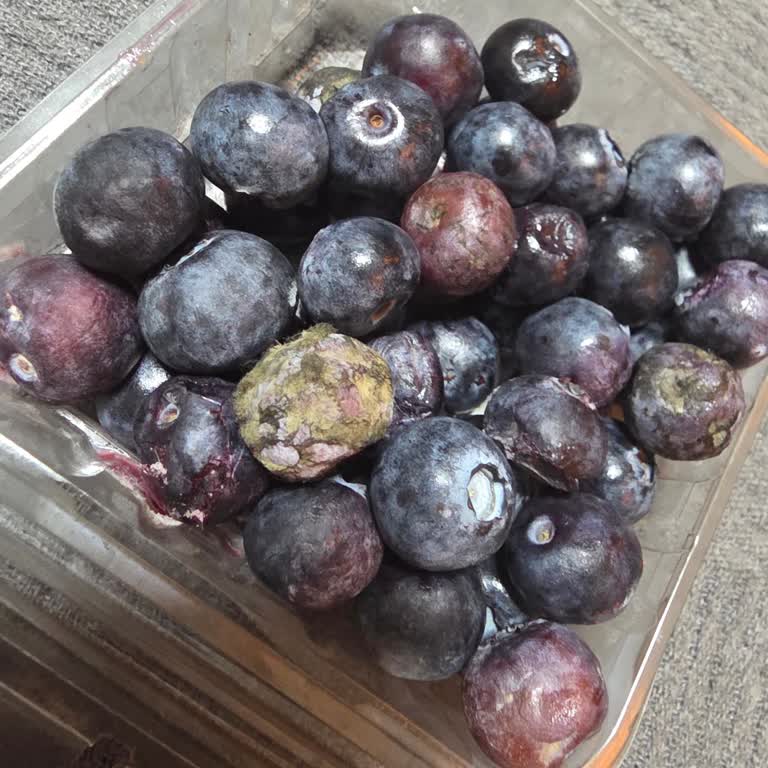 Şişli A101 Şubesinde Süresi Geçmiş Yaban Mersini Nedeniyle Gıda Zehirlenmesi