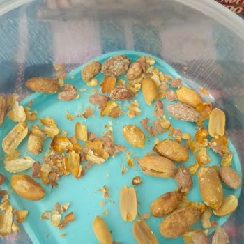 BİM'de Ekonomik Fıstık Paketi Yanık ve Çürük