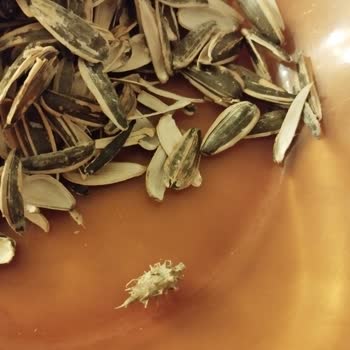 Peyman Çitliyo Çekirdeğinde Dikenli Yabancı Nesne