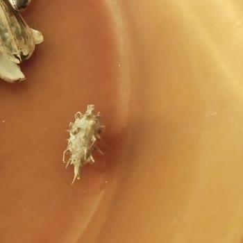 Peyman Çitliyo Çekirdeğinde Dikenli Yabancı Nesne