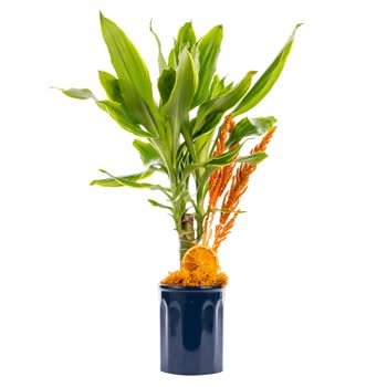 Görseldeki Çiçekle Gelen Çiçek Arasındaki Fark Ve Tekrarlanan Hayal Kırıklığı