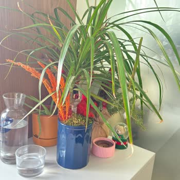 Görseldeki Çiçekle Gelen Çiçek Arasındaki Fark Ve Tekrarlanan Hayal Kırıklığı