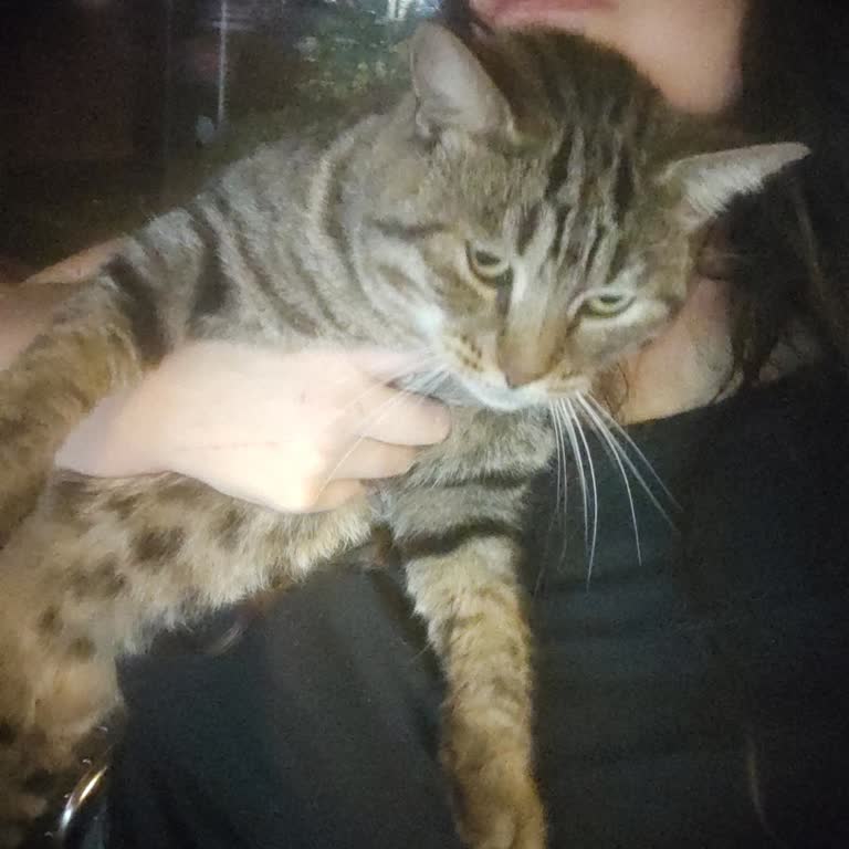 Başakşehir Belediyesi Gölet Parkında Kedi Evlerinin Kaldırılması Ve Tekir Kedinin Kaybolması